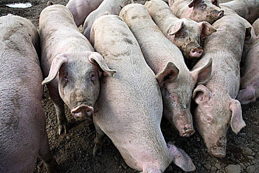 2020年4月8日河南省猪价涨跌情况_今日猪价是多少？