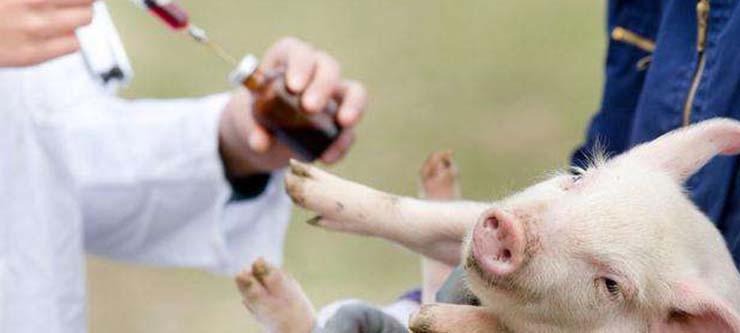紧急接种疫苗的方法治疗慢性猪瘟并不可靠